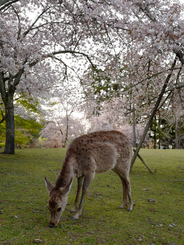 櫻花季的奈良 真係好靚！