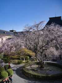 【京都×桜】ホントは教えたくない🙅日本最古の官公庁建造物と中庭の桜🌸