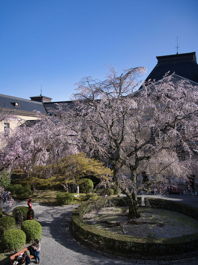【京都×桜】ホントは教えたくない🙅日本最古の官公庁建造物と中庭の桜🌸