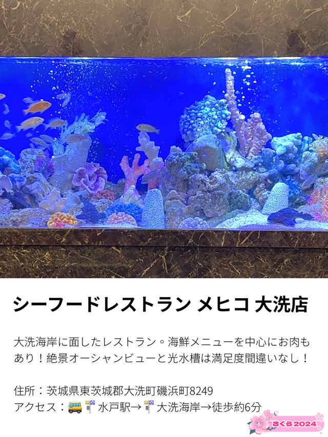 【シーフードレストラン メヒコ大洗店/茨城県】オーシャンビューと光る水槽