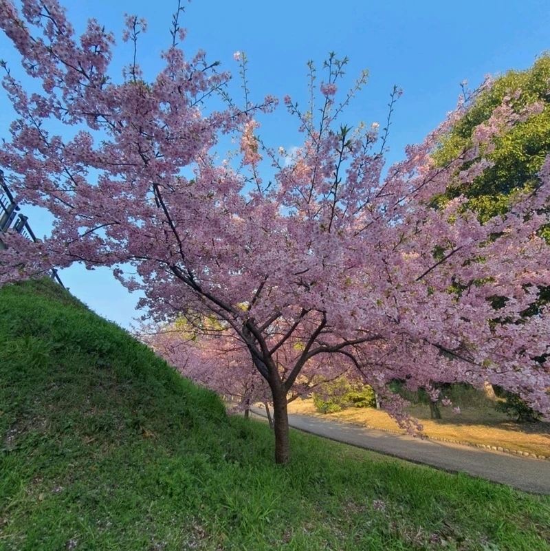 山田池公園】一足早い河津桜は満開です！ | Trip.com 枚方