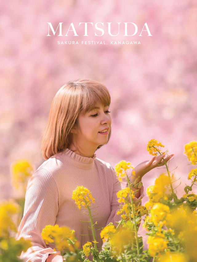 Matsuda Sakura Festival ชมซากุระบานก่อนที่สวยสุด