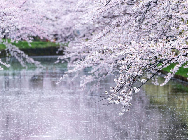 弘前公園2024年櫻花祭，青森必遊景點