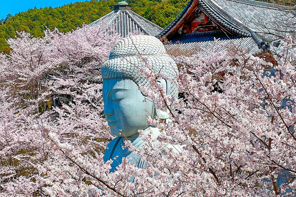 奈良】桜大仏は必見！ | Trip.com 高市郡