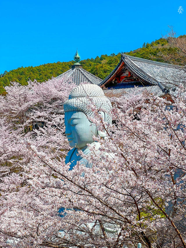 【奈良】桜大仏は必見！