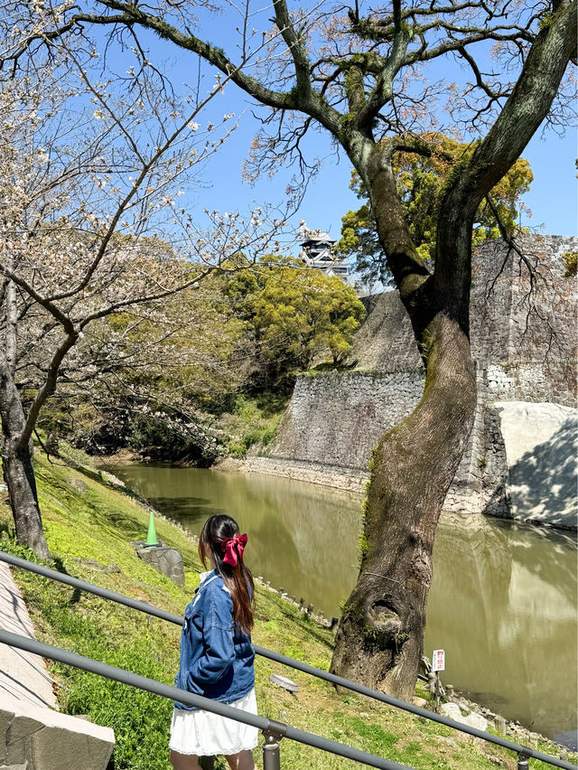 日本九州熊本｜熊本城終於修復好了🐻更美！