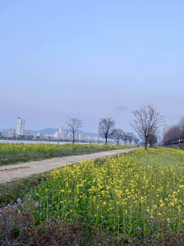 태화강 유채꽃 구경, 야경맛집 산책길