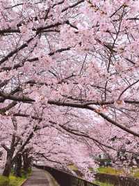 【北九州桜スポット】志井川の桜並木🌸