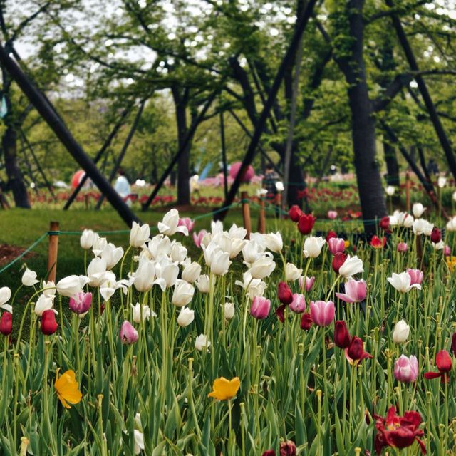 美麗的東湖櫻花園