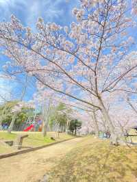 【稲美町】車でいく桜が素晴らしい公園