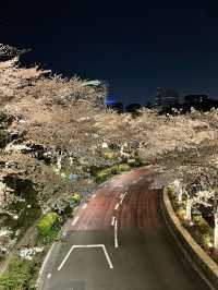 【東京ミッドタウン/東京都】200mの桜並木を昼も夜も堪能