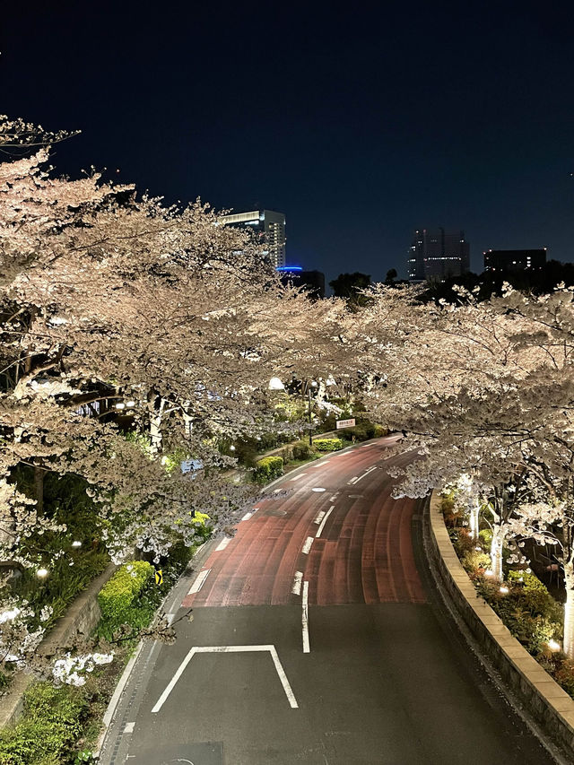 【東京ミッドタウン/東京都】200mの桜並木を昼も夜も堪能