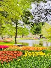 【立川】昭和記念公園の桜とチューリップは、絶対に見てほしい
