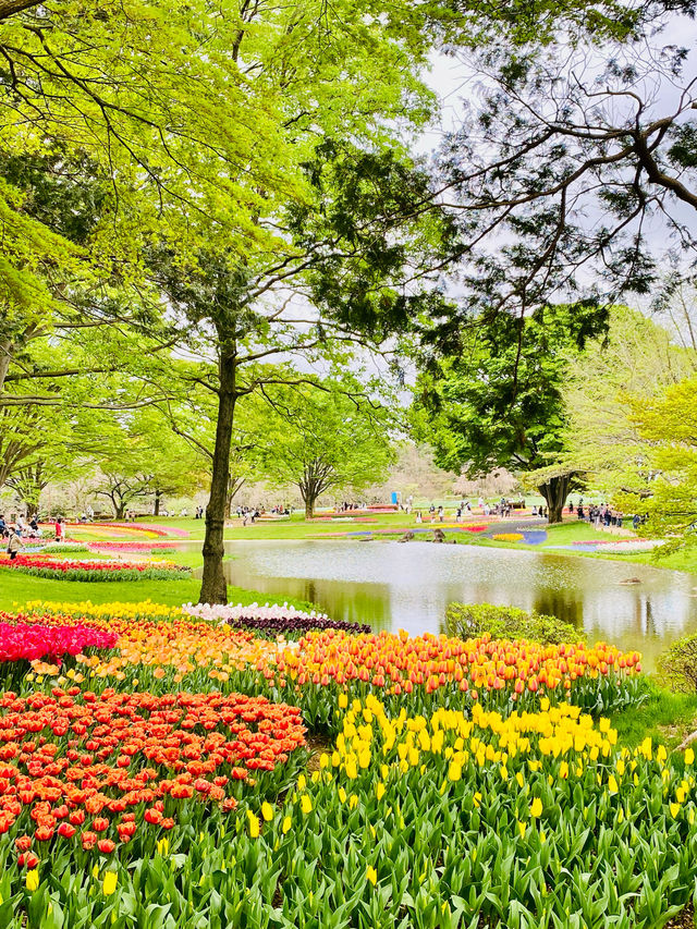 【立川】昭和記念公園の桜とチューリップは、絶対に見てほしい