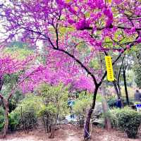 Exploring the Serene Gardens and Parks of Xian 🇨🇳