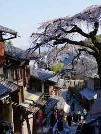 【京都桜を愛でる旅】早咲きの桜を求めて・・