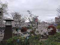 【東京】飛鳥山公園：櫻花🌸賞景，3月底-4月上旬最佳