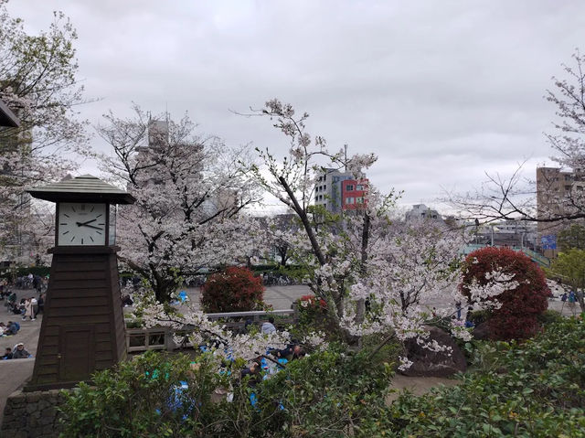 【東京】飛鳥山公園：櫻花🌸賞景，3月底-4月上旬最佳