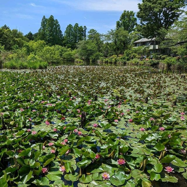 🪷 My Faverite Park, Zenpukuji 🇯🇵