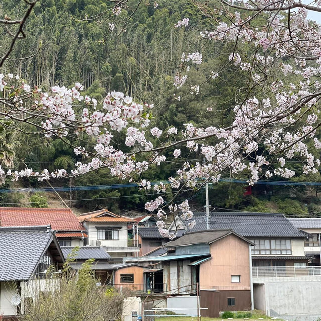 🌸วัดนันโซอินยามซากุระผลิบาน