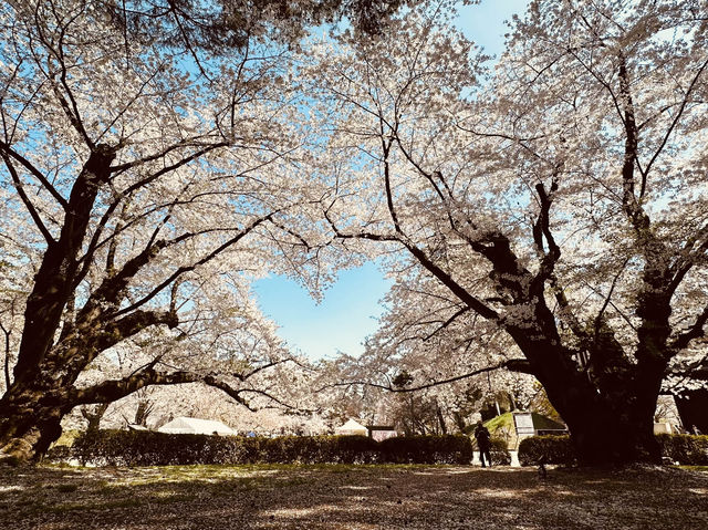 弘前公園櫻花適合春天遊玩