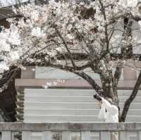 【長野】桜満開！塩羊羹と楽しむお花見🌸