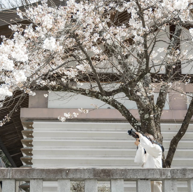 【長野】桜満開！塩羊羹と楽しむお花見🌸