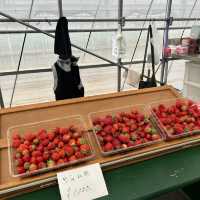 Strawberry Picking at Nagashima Farm, Misaki Station