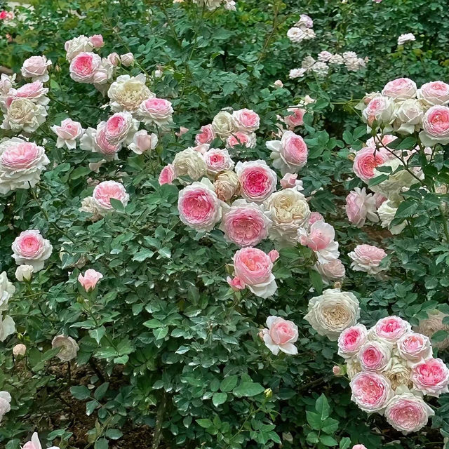 上海辰山植物園：綠色殿堂，世外桃源