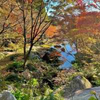 【佐賀観光】逆さ紅葉🍁は圧巻
