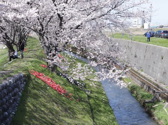 奏でましょう🎵春の四重奏