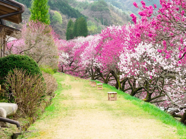 昼神溫泉阿智村桃花之里