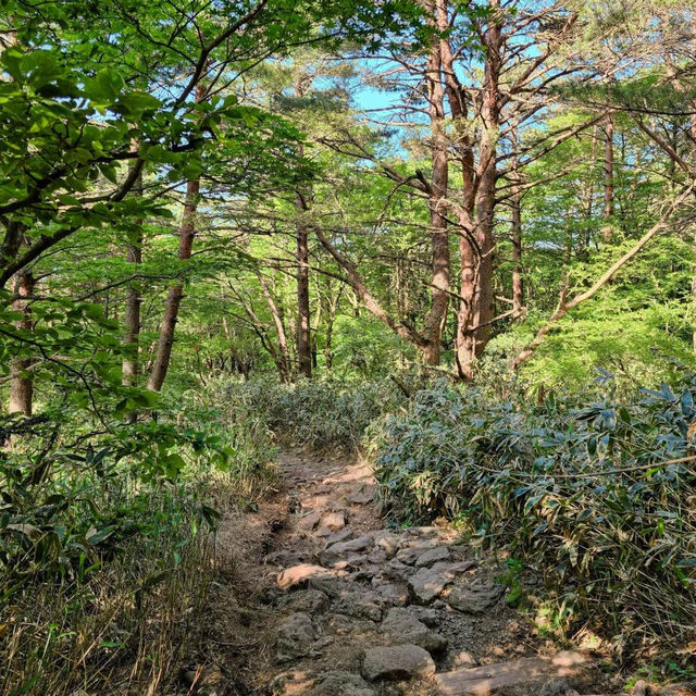「春天踏青必去！象山步道，山谷城市景色一覽無遺！」