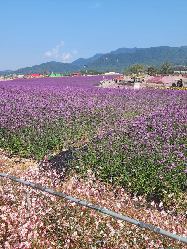 Goseokjeong Flower Garden 
