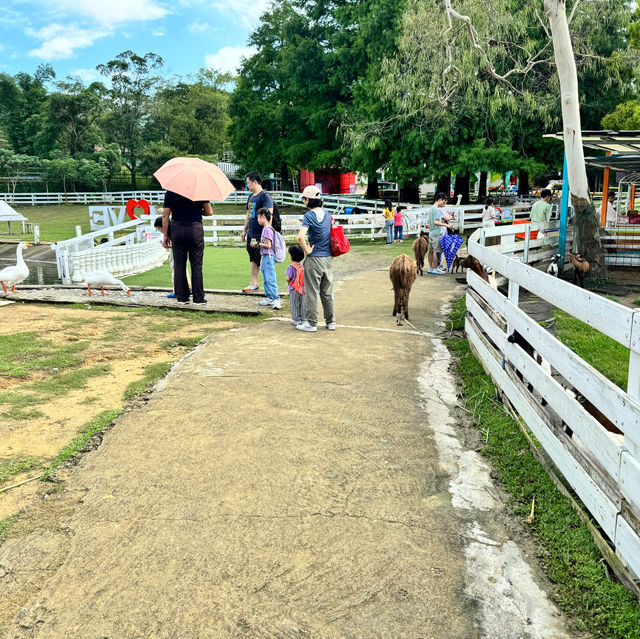 桃園富田農場｜小動物多小孩子玩得很開心
