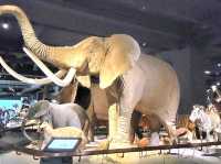 台南|奇美博物館