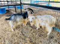 Pavilion Petting Zoo