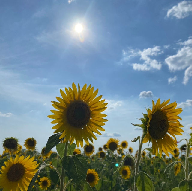 兵庫県　小野市　ひまわりの丘公園