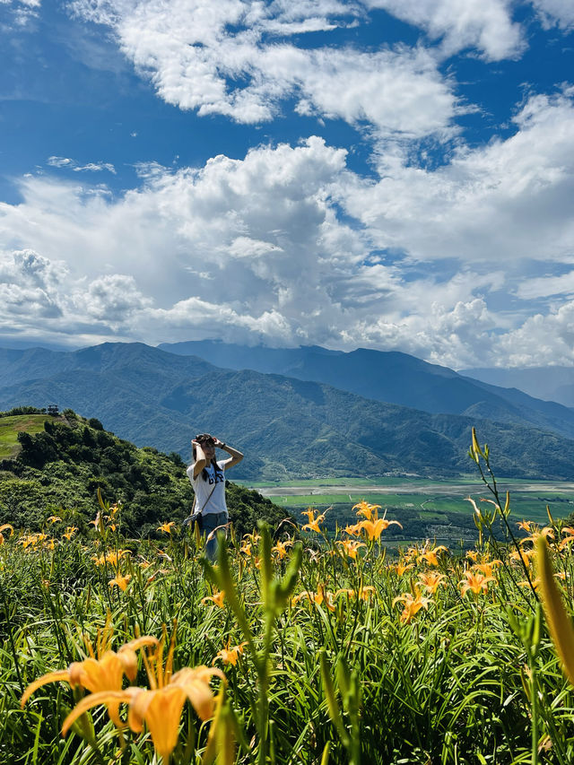 花蓮六十石山金針花
