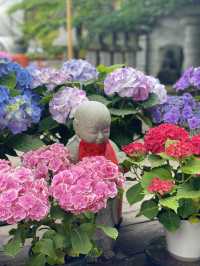 圧巻！大仏様とカラフルな紫陽花のコラボ🤗💠💐✨