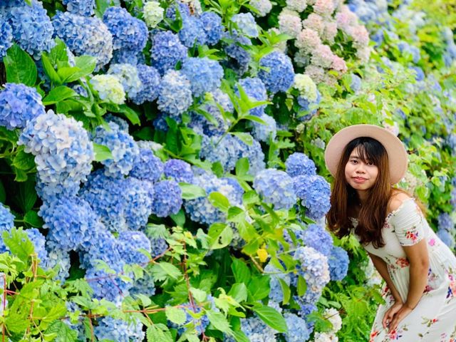 Ajisai @ Hydrangea in Niigata 