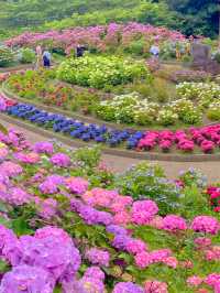 圧巻の紫陽花グラデ💠一度は行きたい愛知のあじさい名所☺️💠