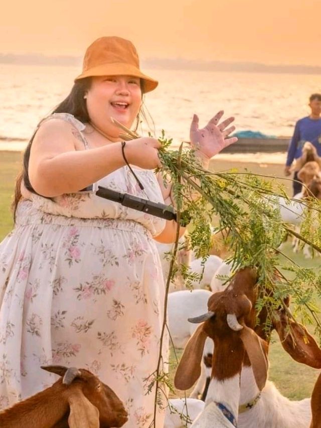 นิวซีแลนด์ เมืองไทย 