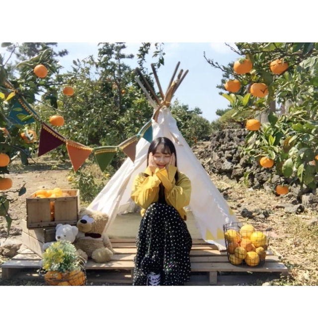 ✨제주 감귤 포토존 노리매공원