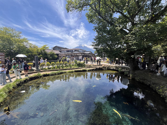 富士山の湧水でできた忍野八海@山梨県🦢