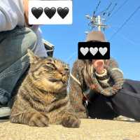 福岡にある猫天国な島