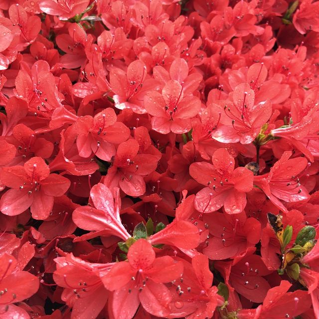 【🇯🇵京都】もこもこツツジが凄い🌺