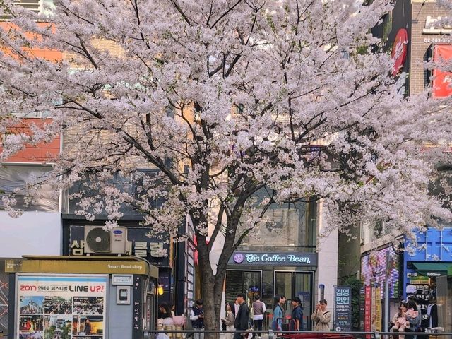 서울 대학가 앞 벚꽃 스팟은 < 신촌 명물거리 >