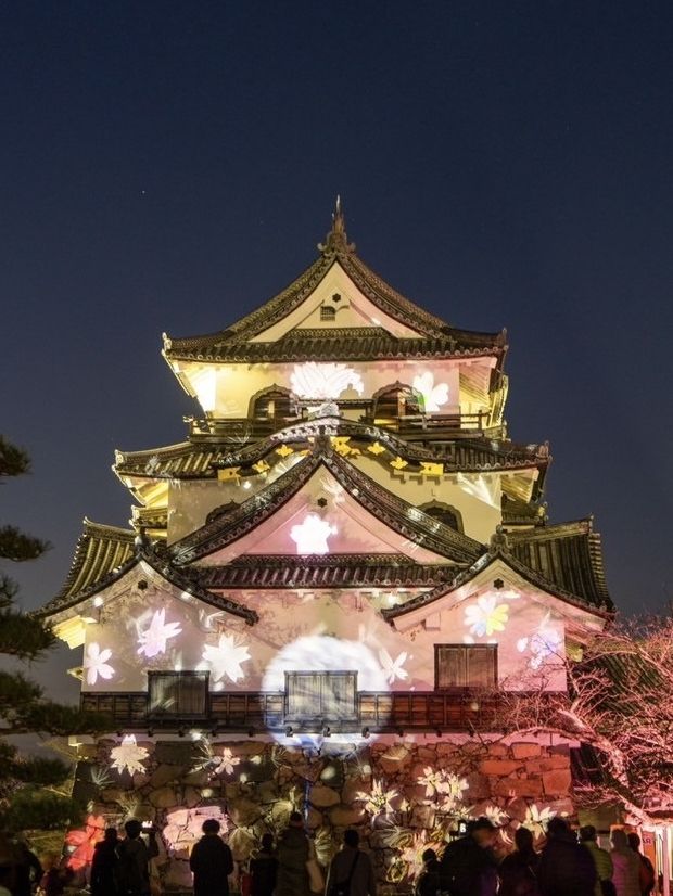 〜滋賀県〜彦根城ライトアップ✨花に包まれるpjマッピング