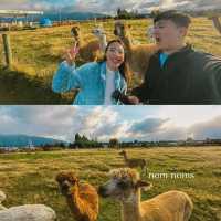 FEED LLAMA FOR ONLY 1NZD